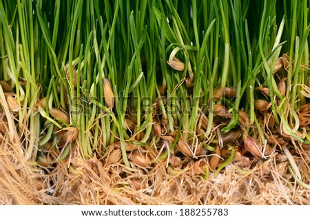 The green grass with soil close up