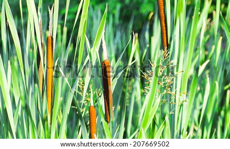 brown reeds grow on the banks of a river among the tall green grass