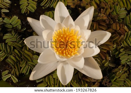 Sunset water lily top view in Danube Delta