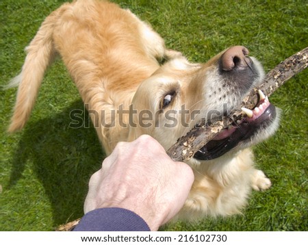 Man pulling stick from dog