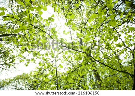 Low angle view of sunlight through tree branches