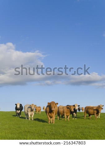 Cows standing in field under clouds in blue sky