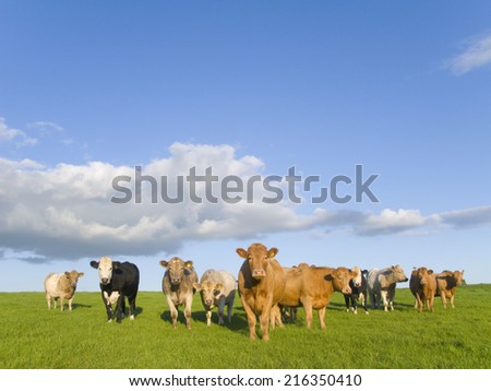 Cows standing in field under clouds in blue sky