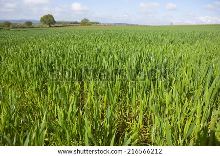Young wheat crop