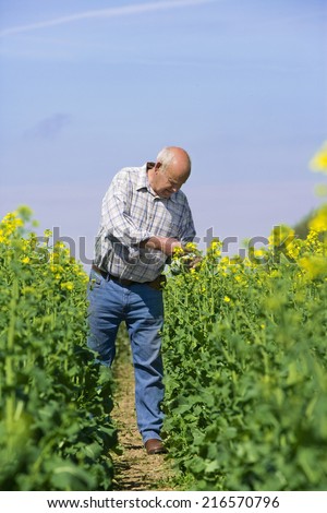Farmer examining rape seed in field