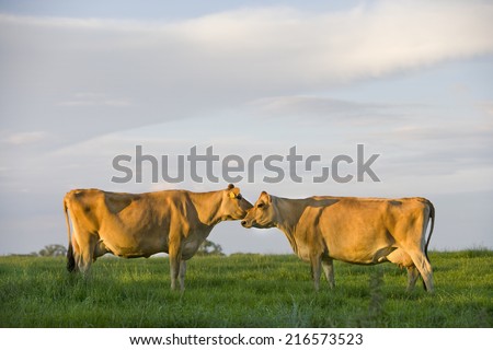 Jersey cows standing face to face in rural field