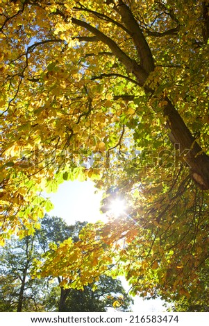 Sun shining through tree covered in autumn leaves