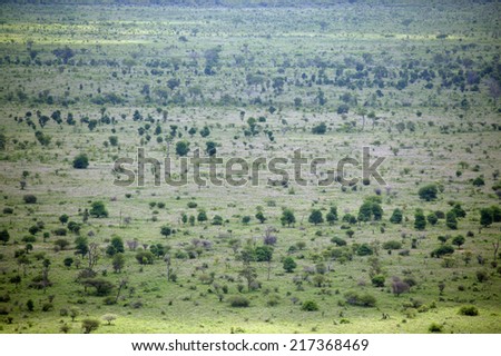 High angle view of a green plain, Kruger National Park, Mpumalanga, South Africa