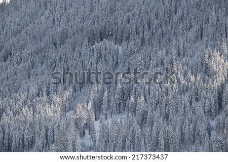 Aerial view of a snow-covered mountain forest, Switzerland