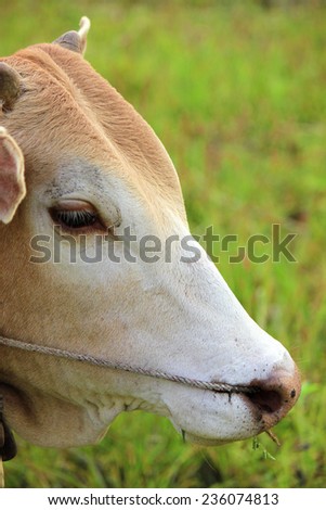 face close up red cow