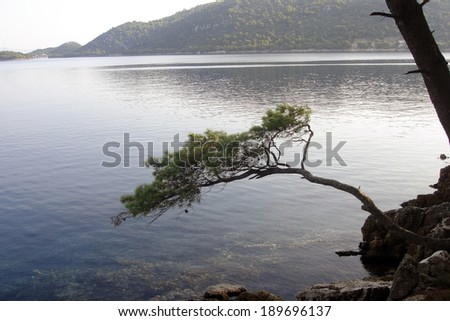Mediterranean pine tree above the calm sea zen, serenity. Under the early morning sun