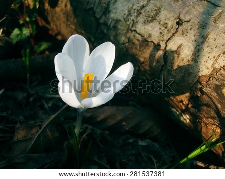 Blooming crocuses or saffron sunlit flower on sunny glade. \
Closeup white saffron flower on the spring forest meadow.