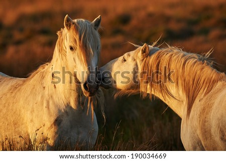 Two white horses of Camargue