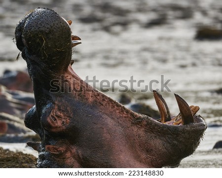 Portrait of a hippopotamus with its big mouth wide open