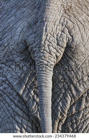 Gray back of a big African elephant
