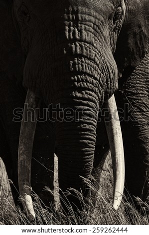 Large male elephant with large tusks portrait in black and white