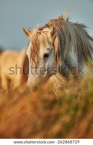 Portrait of a white horse of the Camargue partially hidden by tall grass