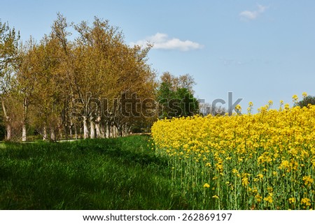 French countryside with trees, lawns, rapeseed flowers and sky in spring