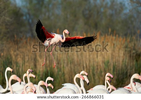Greater Flamingo in flight over a group of other flamingos