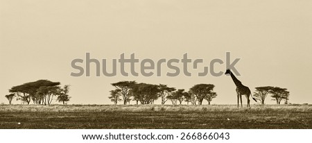 African landscape with giraffe in black and white