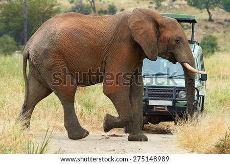 An elephant crossing the road to an off road vehicle during a safari in Africa