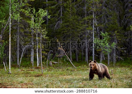 Brown Bear in a Finnish moor on the edge of the forest