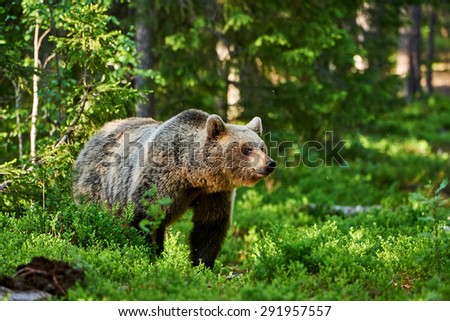 Brown Bear standing in the Scandinavian green forest