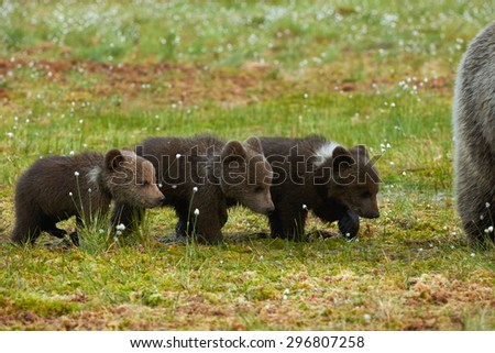 Three Brown bear cubs photographed in spring in the Finnish taiga
