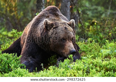Bear thoughtful, crouched among the blueberries in a forest in northern europe