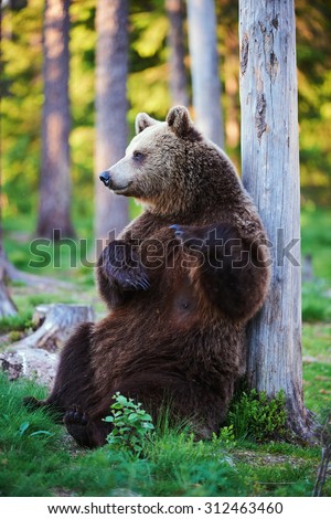 Brown bear relaxes rubbing his back northern Europe