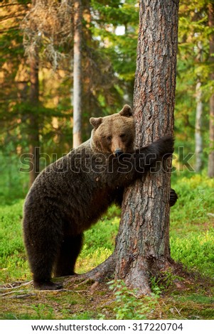 brown bear very tired leans against a tree in a  Finnish forest