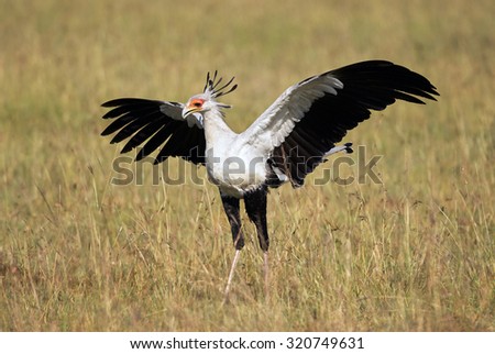 Beautiful Secretary bird with large open wings among the tall grass of the savannah