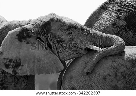 A young elephant photographed in black and white while leaning the back of another elephant