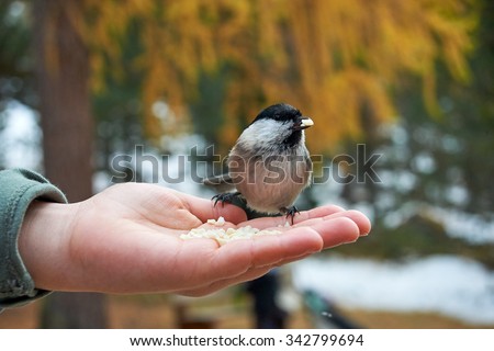 Little bird eats confident by the hand of a child