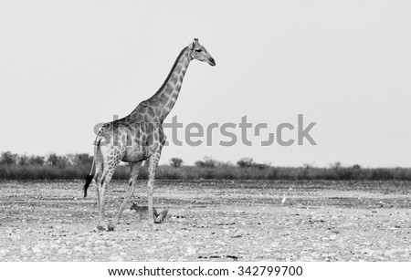 Beautiful Giraffe photographed in black and white horizontally, near two jackals in a Namibian Park