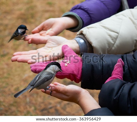 Tits confidants eat from the hands of children and adults in winter
