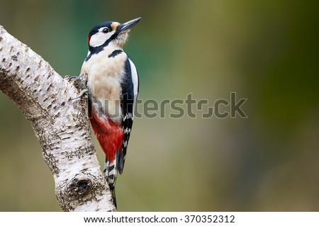 Great spotted Woodpecker perched on a birch branch photographed horizontally