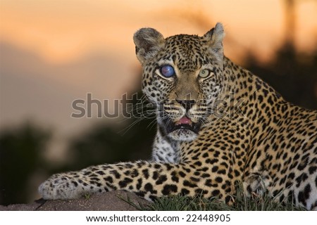 leopard sunset