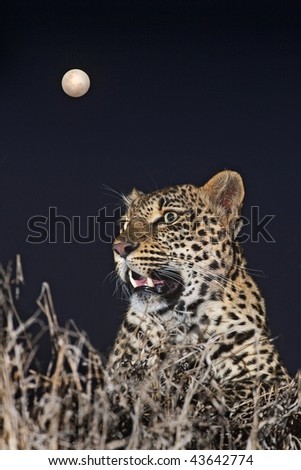 Moon Leopard