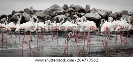 Flamingos dancing
