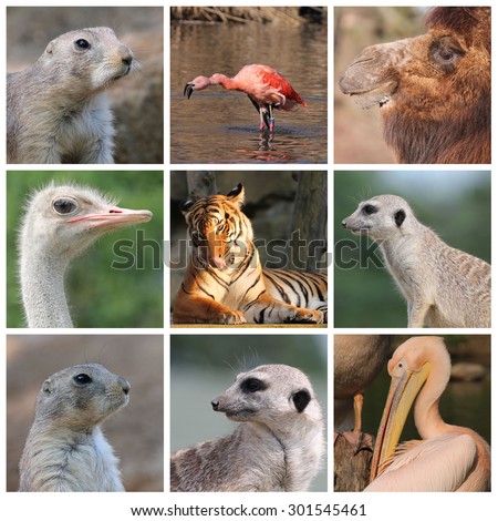 Collage of various kinds of wild animals