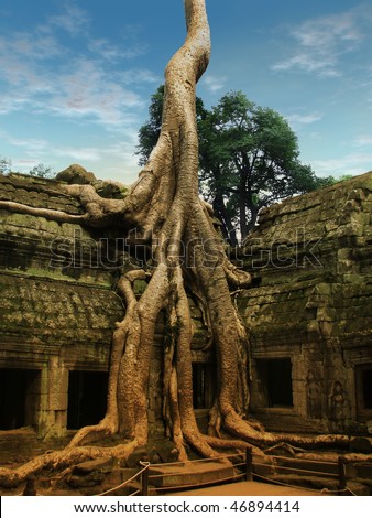 stock photo : Giant tree