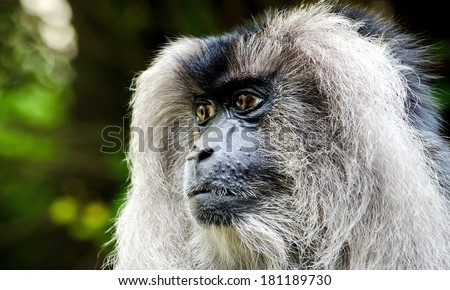 Thinking Deeply!!! (Lion-tailed macaque : Macaca silenus)