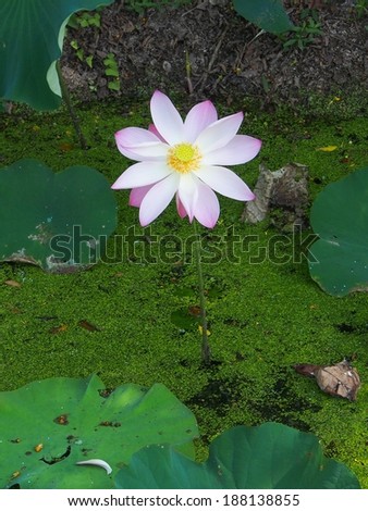 Lonely lotus blooming among water weeds.