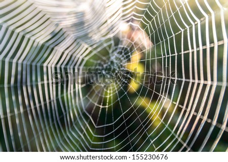 spider web with colorful background, nature series