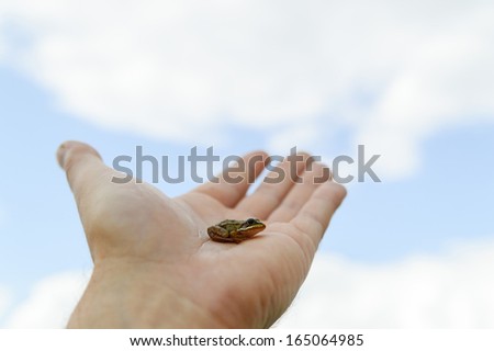 small frog rescued from a busy road on hand as a background, nature series