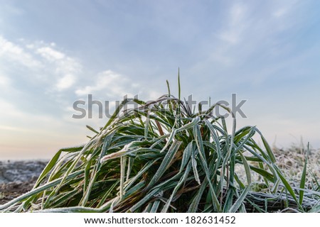 Frost covered plant for natural background.