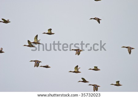 flying wild birds in the sky near a small lake