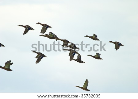 flying wild birds in the sky near a small lake