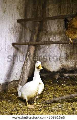 Image shows duck searching for food, chicken series